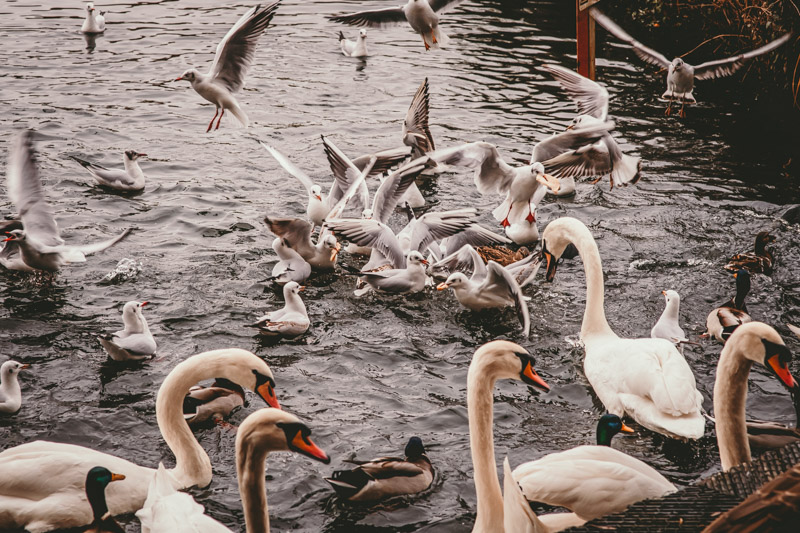photograph of birds at moses gate country park